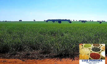 Imagem 4: FAZENDA À VENDA EM QUIRINÓPOLIS - GO - COM PLANTIO DE CANA (Agricultura
