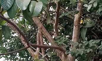 Imagem 2: Aluguel de casa Casa com 3 dormitórios