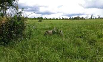 Imagem: Propriedade com 158 alqueires em Ponte Alta