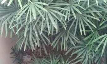 Imagem 3: Casa com 3 dormitórios à venda, 235 m² por R$ 1.100.000,00 - Centro - Ribeirão Preto/SP