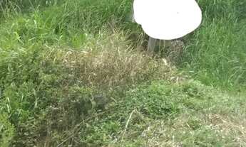 Imagem 2: Lote/Terreno para venda possui 350 metros quadrados em Praia de Fora - Palhoça - SC