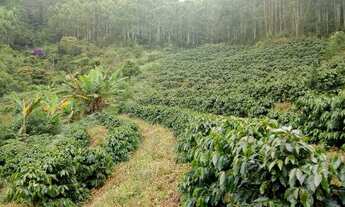 Imagem 7: Sitio munis freire 5 alqueirers