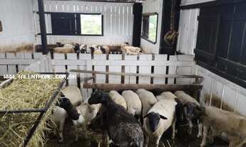 Imagem 7: Área Rural para Venda em Francisco Beltrão, Zona Rural