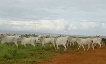 Imagem 7: LINDA FAZENDA EM PLANALTINA - GO