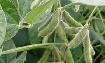 Imagem 2: LINDA FAZENDA EM PLANALTINA - GO