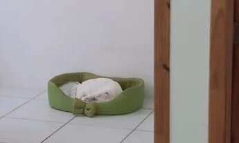 Imagem 6: Repasse dê Apto no jardim Ipojuca .R$63.000