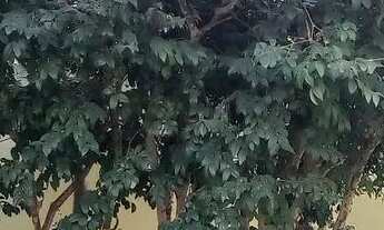 Imagem 4: Aluguel de casa Casa com 3 dormitórios