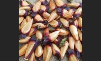 Imagem 7: SANTO ANTôNIO DO PINHAL - Casa Padrão - Santa Cruz