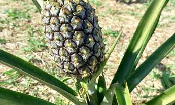 Imagem 6: Terreno em mairinque