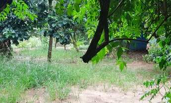 Imagem 3: Chácara 1000m2 com casa de 115 m2 Mandaguaçu-PR