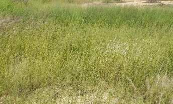 Imagem 7: Fazenda na beira do Rio São Francisco