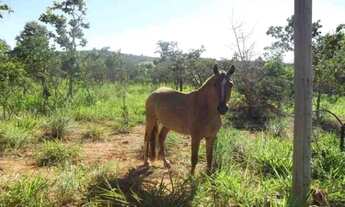 Imagem: Chácara de 5.000m² a 500m² do asfalto