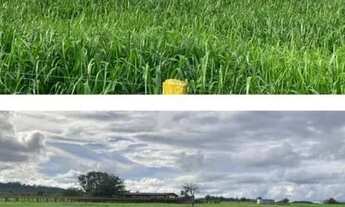 Imagem: FAZENDA AGRÍCOLA E PECUÁRIA - JUARA/MT