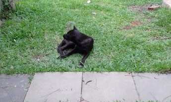 Imagem 4: Casa - Santa Maria RS