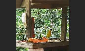 Imagem 6: SANTO ANTôNIO DO PINHAL - Casa Padrão - Santa Cruz