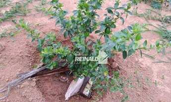 Imagem 5: Chácara com 2 dormitórios à venda, 1014 m² por R$ 297.000,00 - Vivendas do Engenho D Água