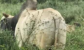 Imagem 3: VENDA Fazenda / sítio com venda por R$80.000.000