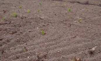 Imagem 4: Fazenda/Sítio/Chácara para venda com 566 metros quadrados em s - Santa Rita do Tocantins