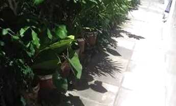 Imagem 2: Apartamento piedade