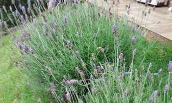 Imagem 3: SANTO ANTôNIO DO PINHAL - Casa Padrão - Santa Cruz