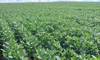 Imagem 7: Fazenda à venda em Ponta Grossa/PR