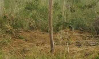 Imagem 5: Vendo ágio de 2 lotes em planalmira, loteamento Eubiopolis