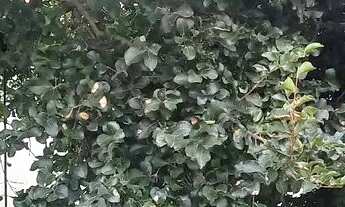 Imagem: Aluguel de casa