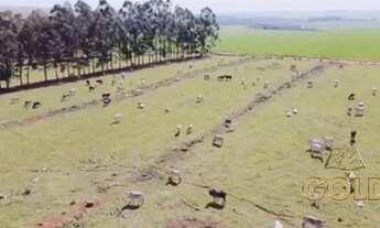 Imagem 4: FAZENDA A VENDA PRÓXIMO A PARANACITY PR