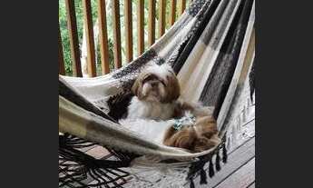 Imagem 5: SANTO ANTôNIO DO PINHAL - Casa Padrão - Santa Cruz