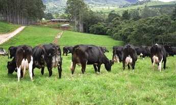 Imagem 3: CC - Fazenda Santo Amaro / BA