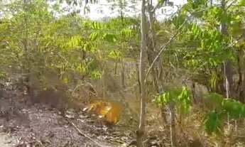 Imagem 7: Fazenda a venda dupla aptidão Cuiabá MT