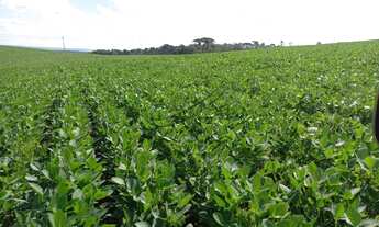 Imagem 2: Fazenda à venda em Ponta Grossa/PR