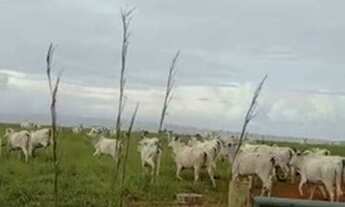 Imagem 6: LINDA FAZENDA EM PLANALTINA - GO