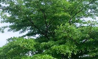 Imagem 6: Prédio com 12 apartamentos, 1 e 2 quartos, Montese, Fortaleza