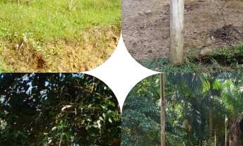 Imagem: V2415 Área no Faisqueirinha