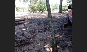 Imagem 6: Velleda oferece belíssimo sítio 4000m², com casa e galpão, na Águas Claras