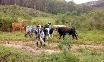 Imagem 5: Sitio munis freire 5 alqueirers