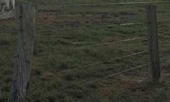 Imagem 6: FAZENDA DUPLA APTIDÃO VILA BELA