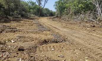 Imagem: Faz 115 Alq Bruta já tem Arrendantario