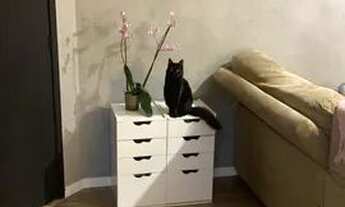 Imagem 4: Vendo Cobertura no Pitangueiras 1