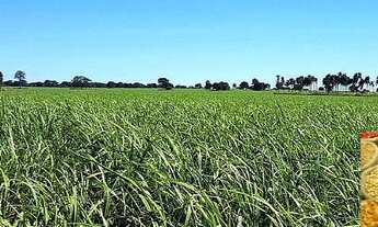 Imagem 6: FAZENDA À VENDA EM QUIRINÓPOLIS - GO - COM PLANTIO DE CANA (Agricultura