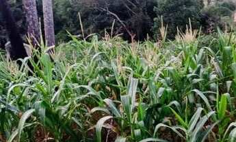 Imagem 2: Velleda oferece belíssimo sítio 4000m², com casa e galpão, na Águas Claras