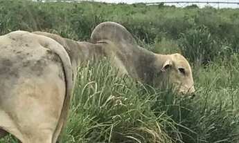 Imagem 4: VENDA Fazenda / sítio com venda por R$80.000.000