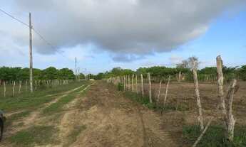 Imagem 4: Vendo terreno excelente para fazer uma chácara. 40m X 100m