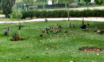 Imagem 7: Casa para alugar no Condomínio Ibiti Royal Park, Sorocaba/SP