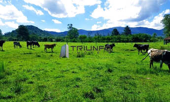 Imagem 3: Sítio com 30.000m² (3ha), totalmente plano, possibilidade de lotear, área urbanizada