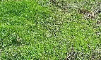 Imagem 5: TERRENO BARREIRNHAS