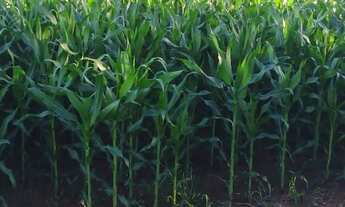 Imagem 3: Excelente Propriedade. Fazenda no Município e Nioaque - MS, 772 Hectaress