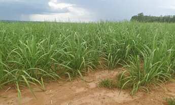 Imagem: Sitio 30 Alqueires para Cana Região de