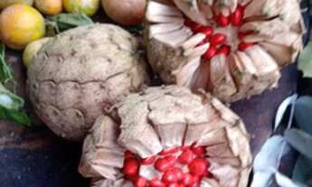 Imagem 5: Super chácara com piscina e peixes gramada jardins